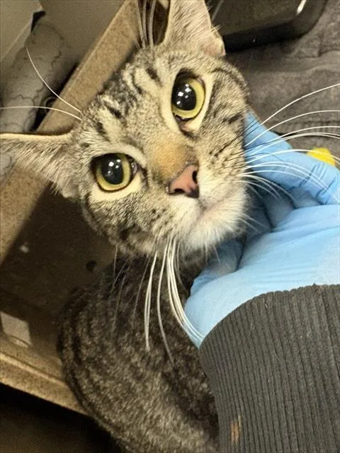 A young small-sized female Domestic Short Hair cat named Zella for adoption in Pueblo, CO