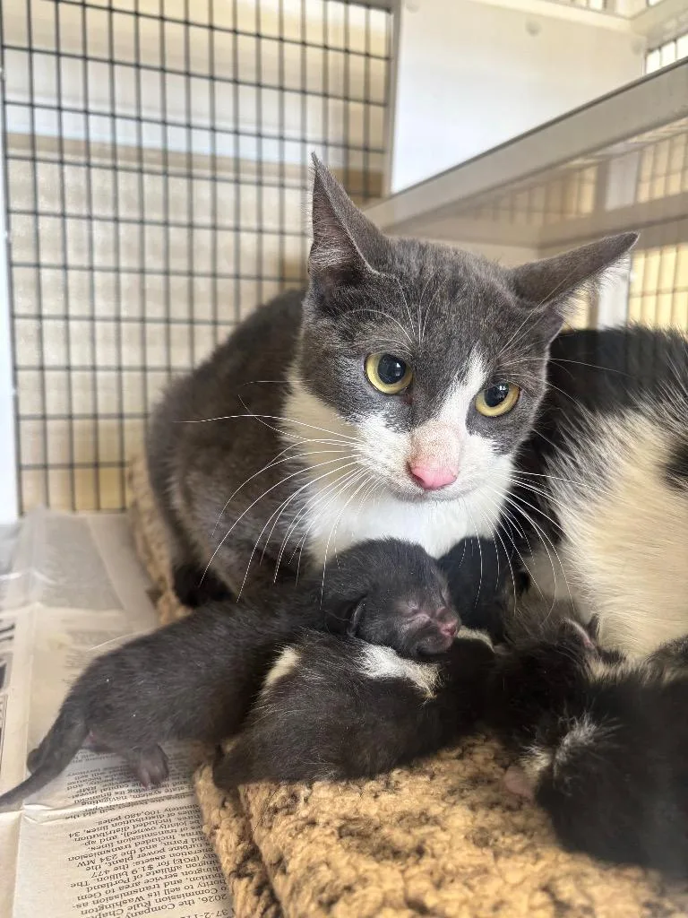 A young large-sized female Domestic Medium Hair cat named Grace for adoption in Green River, WY