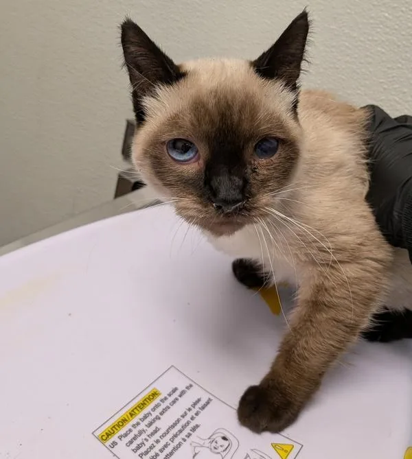 A young small-sized female Domestic Short Hair cat named Leia Organa for adoption in San Diego, CA