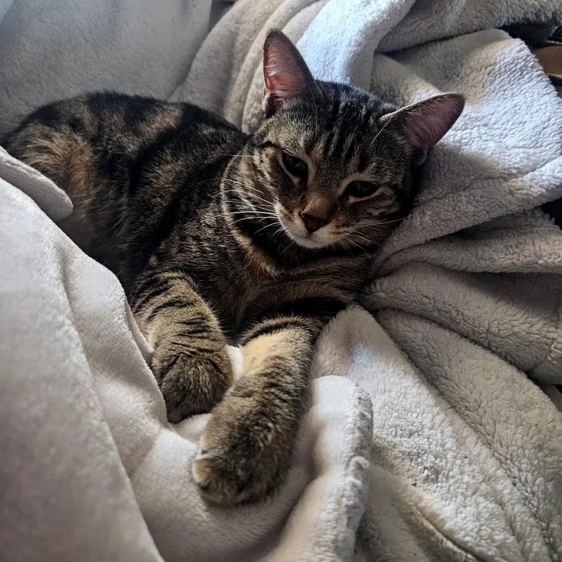 Pizza Cat thumbnail 2