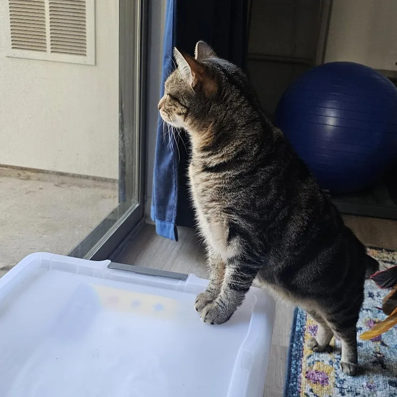 Pizza Cat thumbnail 3