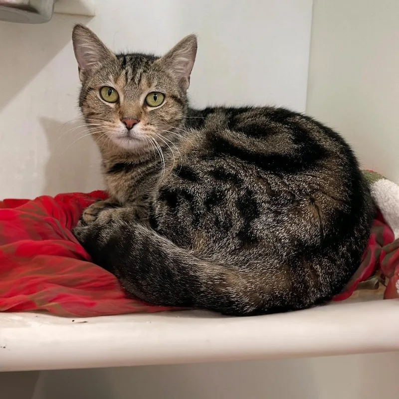 Pizza Cat thumbnail 4