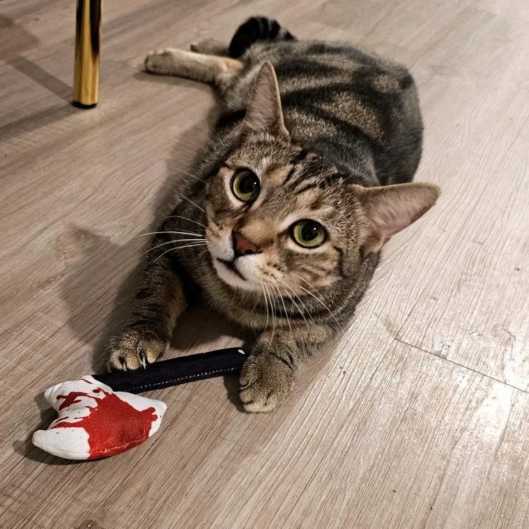 Pizza Cat thumbnail 5