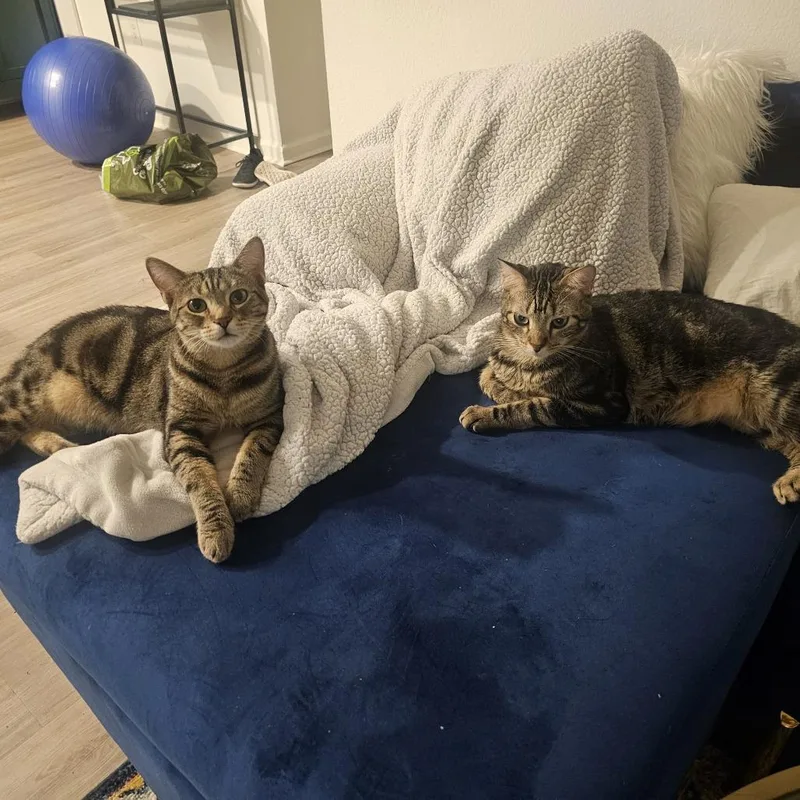 Pizza Cat thumbnail 6