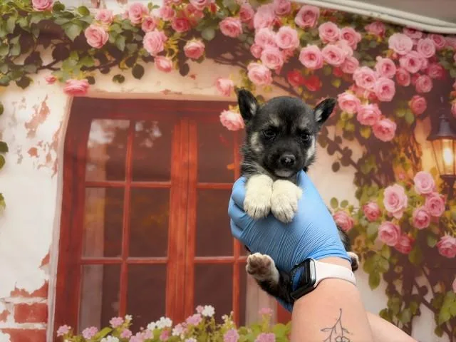 A baby small-sized female Belgian Shepherd / Malinois dog named Angela for adoption in San Bernardino, CA