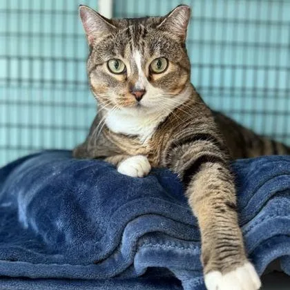 An adult large-sized female Brown / Chocolate Domestic Long Hair cat named Butterball for adoption in Fernandina Beach, FL