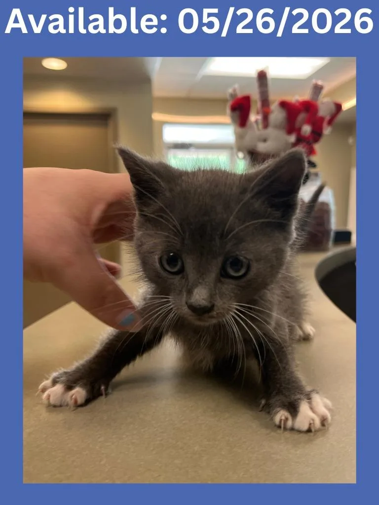 A baby medium-sized male Domestic Short Hair cat named Cat Condo for adoption in Greenville, TX
