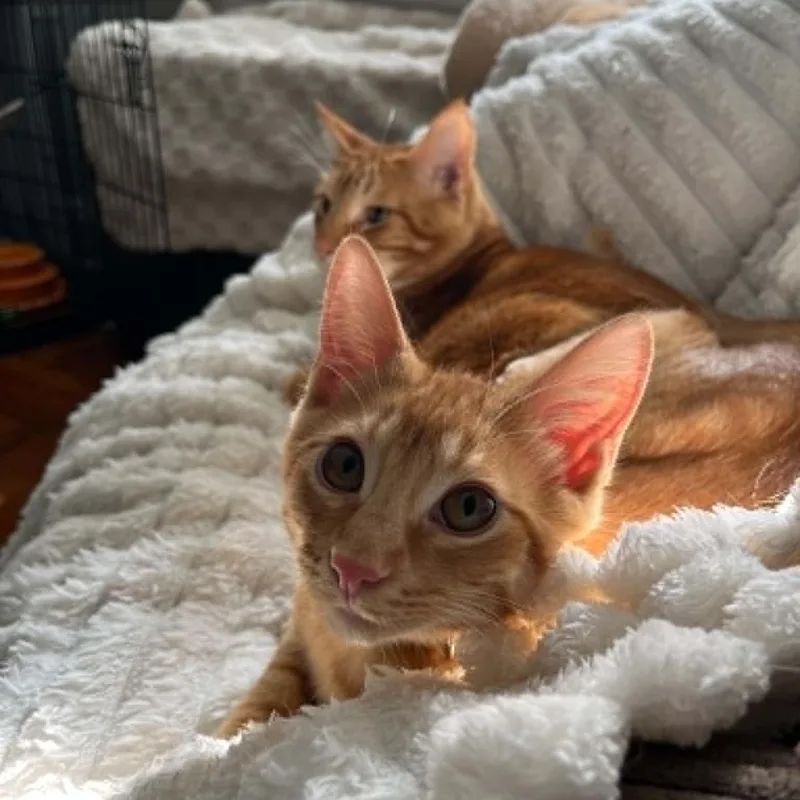 A baby medium-sized male Orange / Red Domestic Short Hair cat named Cinnabar for adoption in Brooklyn, NY