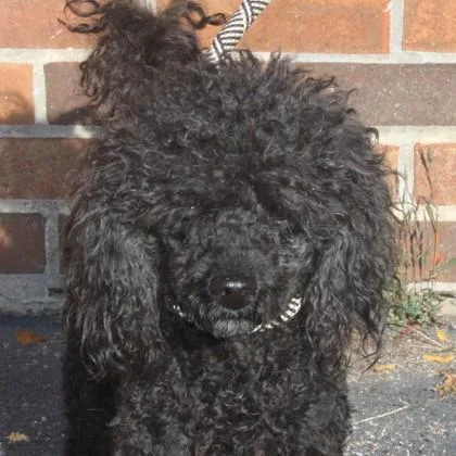 A young small-sized male Poodle dog named Laurel for adoption in Elk Grove Village, IL