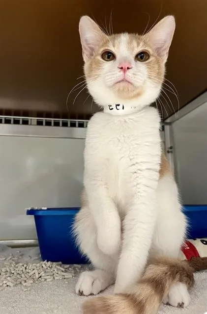 A young small-sized male Domestic Short Hair cat named Thomas for adoption in San Francisco, CA