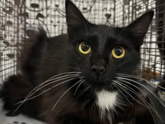 A young large-sized female Domestic Short Hair cat named Domino for adoption in San Pedro, CA