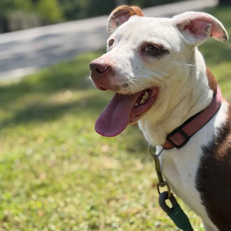A young medium-sized male Pit Bull Terrier dog named Russet for adoption in Madisonville, KY