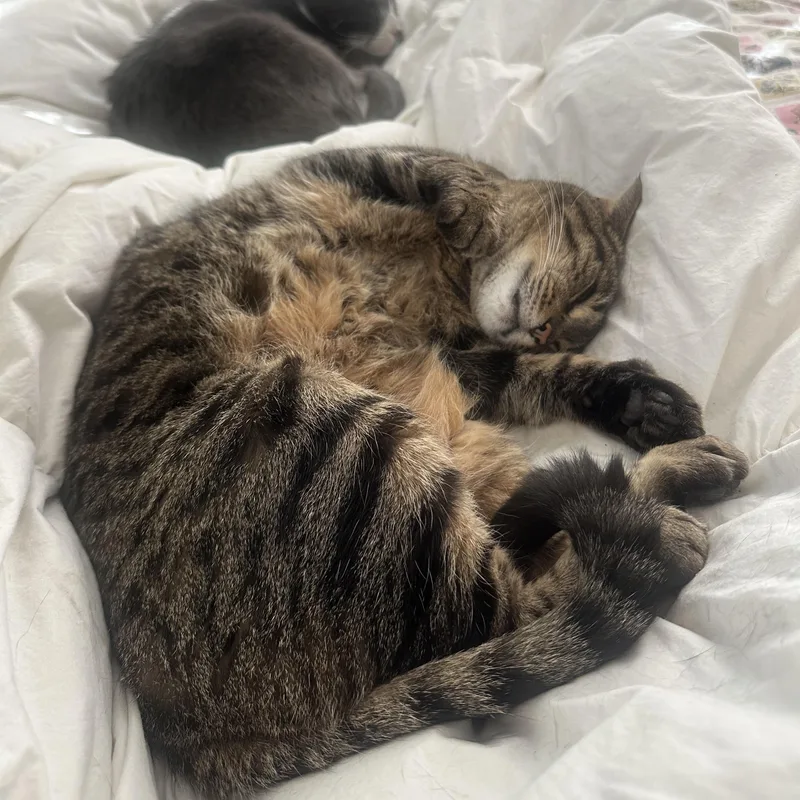 An adult medium-sized female Tabby (Brown / Chocolate) Domestic Short Hair cat named Susu for adoption in Renton , WA