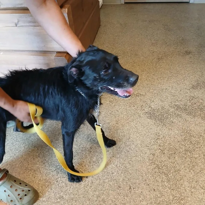 An adult small-sized female Black Jack Russell Terrier dog named Stormy for adoption in Blue Ridge, GA