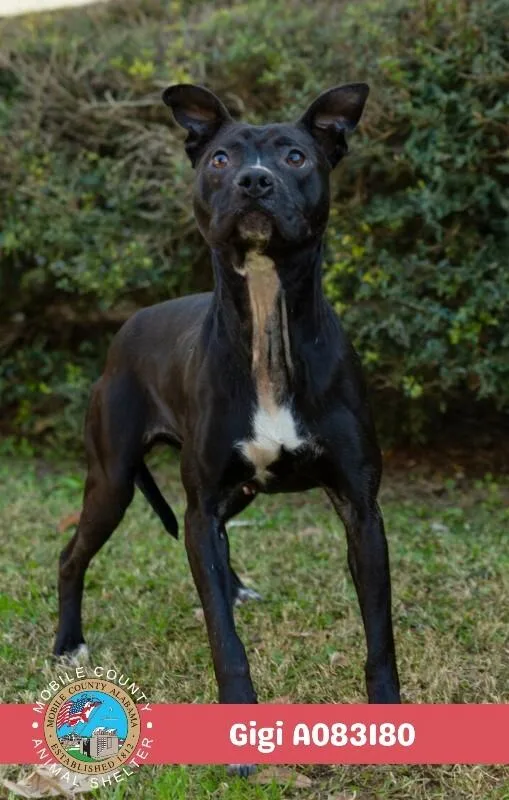 An adult medium-sized female Black Staffordshire Bull Terrier dog named Gigi for adoption in Mobile, AL
