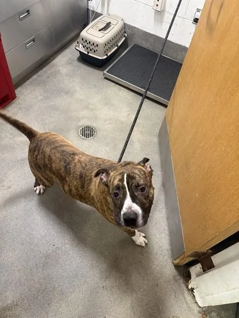 An adult large-sized male Pit Bull Terrier dog named Oskar for adoption in Upper Marlboro, MD