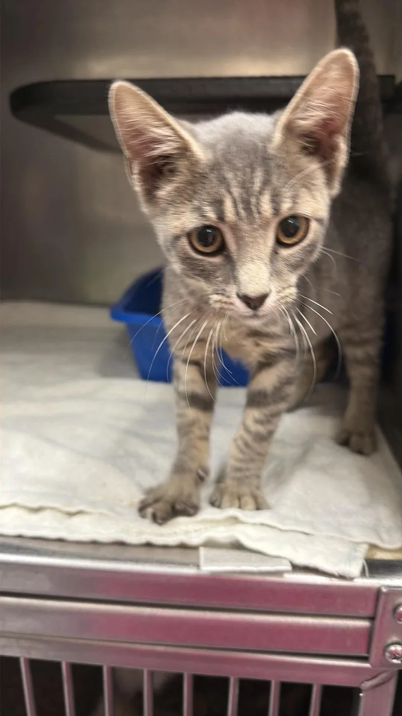 A young medium-sized male Tabby (Gray / Blue / Silver) Domestic Short Hair cat named Knight for adoption in Burgaw, NC