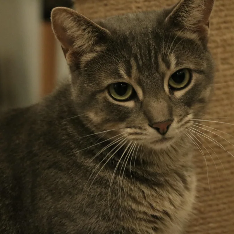 A young medium-sized female Domestic Short Hair cat named Babygirl for adoption in Santa Fe, NM