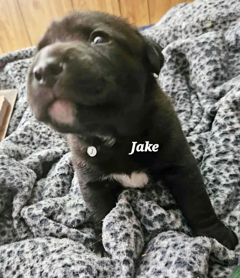 Jake thumbnail 3