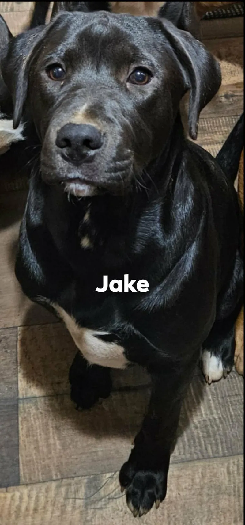 Jake