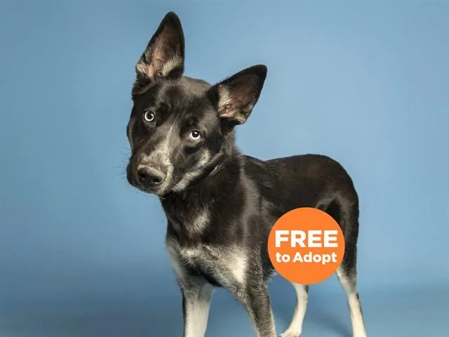 A young medium-sized female Husky dog named Indie for adoption in Phoenix, AZ