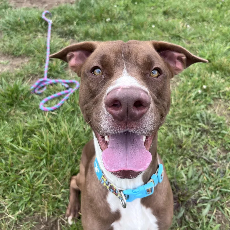 An adult large-sized male Brown / Chocolate Mixed Breed dog named Mylo for adoption in West Jefferson, OH