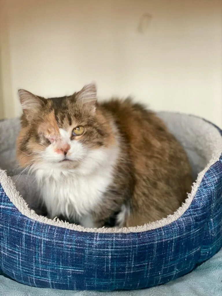 A senior medium-sized female Domestic Medium Hair cat named Callie for adoption in Ann Arbor, MI