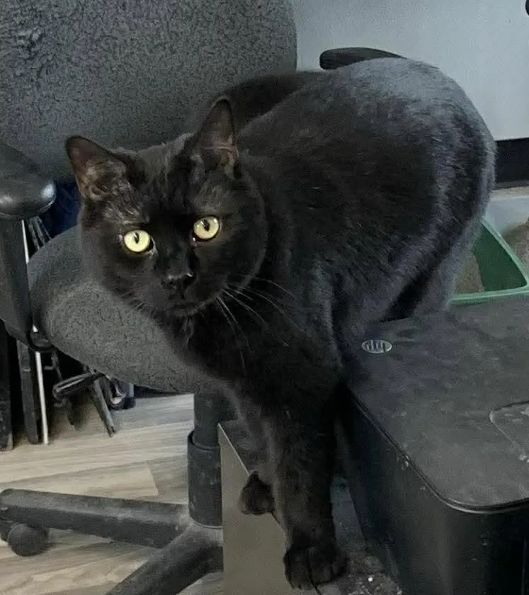 An adult medium-sized male Black Domestic Short Hair cat named Jack for adoption in Acushnet, MA