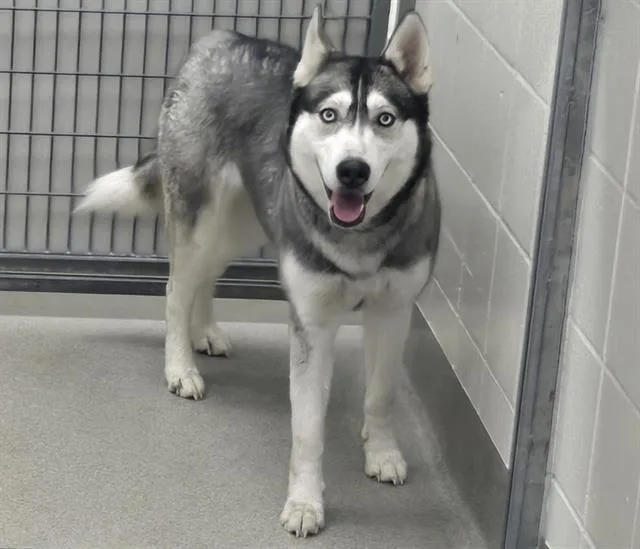 A young medium-sized female Siberian Husky dog named Sapphire for adoption in Omaha, NE