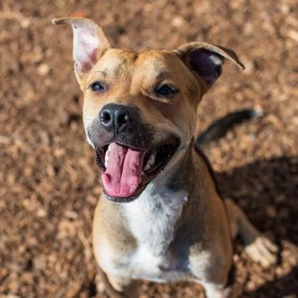 An adult medium-sized male Mixed Breed dog named Morrison for adoption in Chamblee, GA