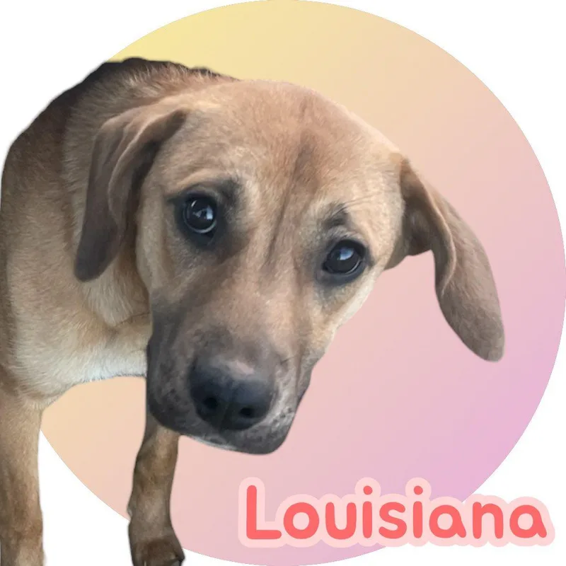 A young medium-sized female Hound dog named Louisiana lbs for adoption in Chuckey, TN
