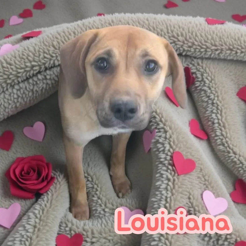 Louisiana  lbs  thumbnail 4