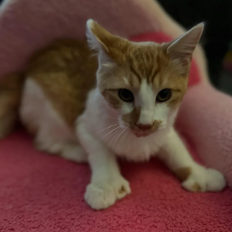 A young large-sized male Orange & White Maine Coon cat named Cosmo for adoption in Hollister, CA