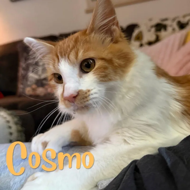 Cosmo thumbnail 2
