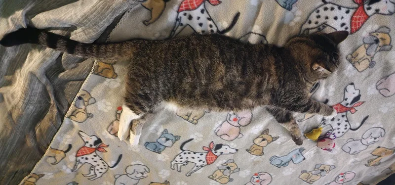 A senior medium-sized female Tabby (Brown / Chocolate) Tabby cat named Bootsy for adoption in Blaine, MN
