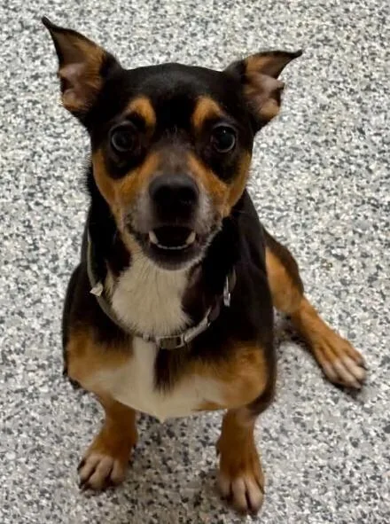 An adult small-sized male Tricolor (Brown, Black, & White) Chihuahua dog named Guppie for adoption in Waunakee, WI