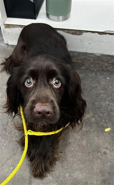 A young medium-sized male Mixed Breed dog named Moose for adoption in Dallas, TX