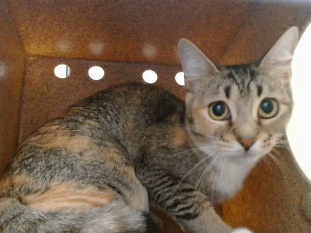 A young small-sized female Domestic Short Hair cat named Didi for adoption in Orlando, FL