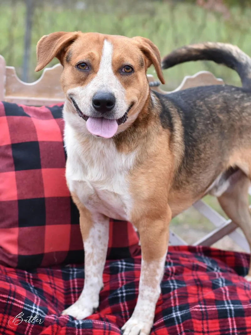An adult medium-sized male Beagle dog named Butler for adoption in Houston, TX