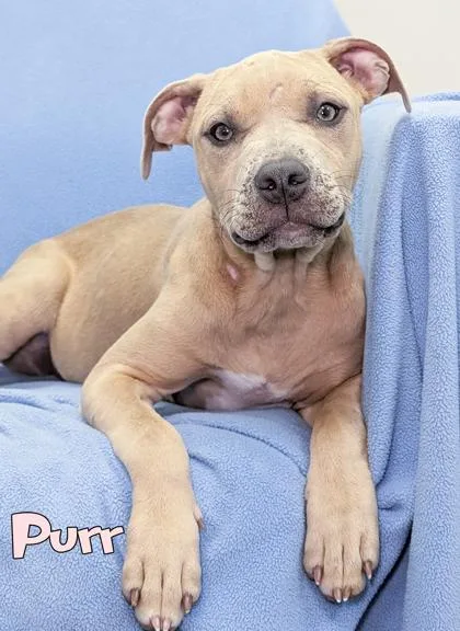A baby small-sized female Pit Bull Terrier dog named Purr for adoption in Mason, MI