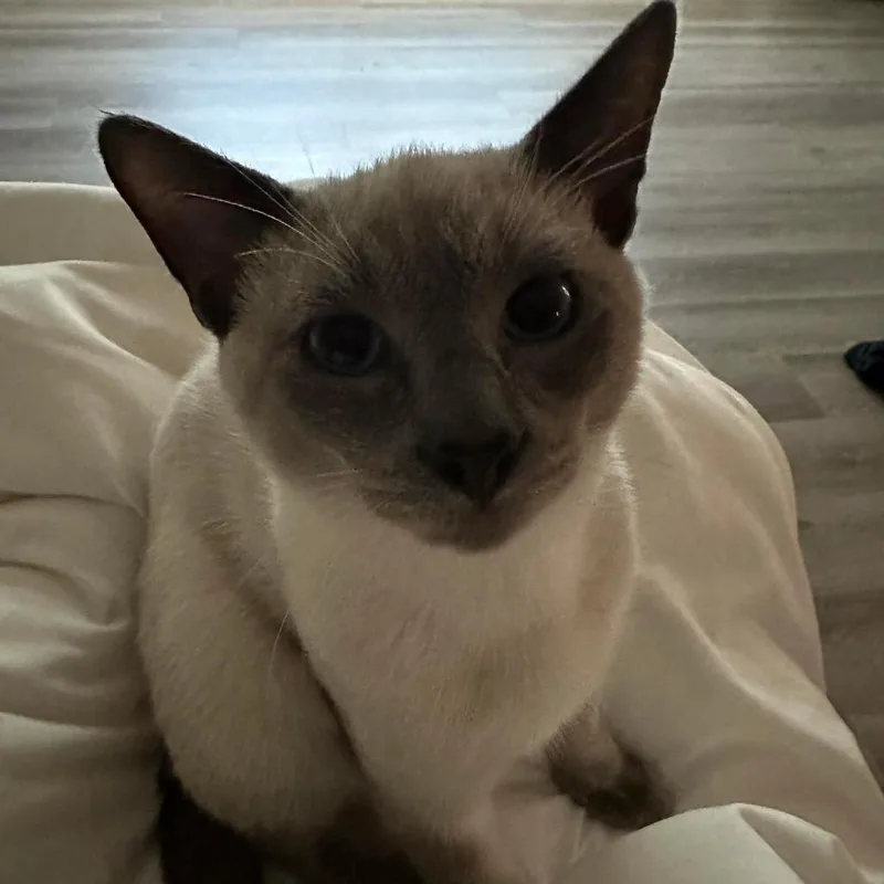 Draco Rowar thumbnail 2