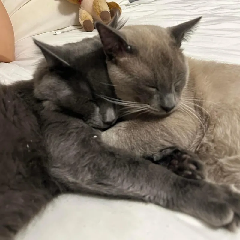 Draco Rowar thumbnail 3