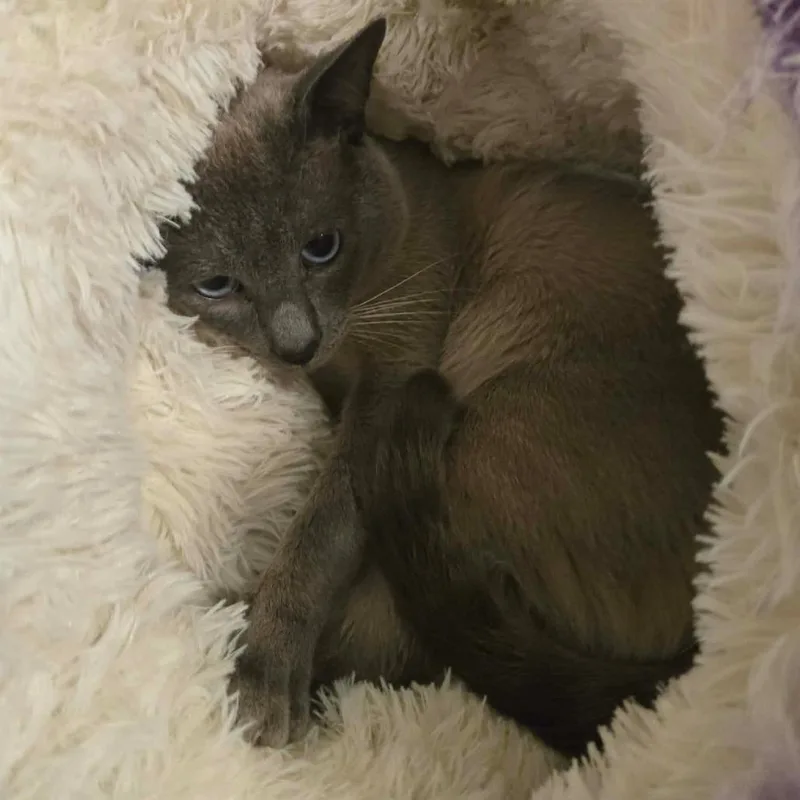 Draco Rowar thumbnail 4