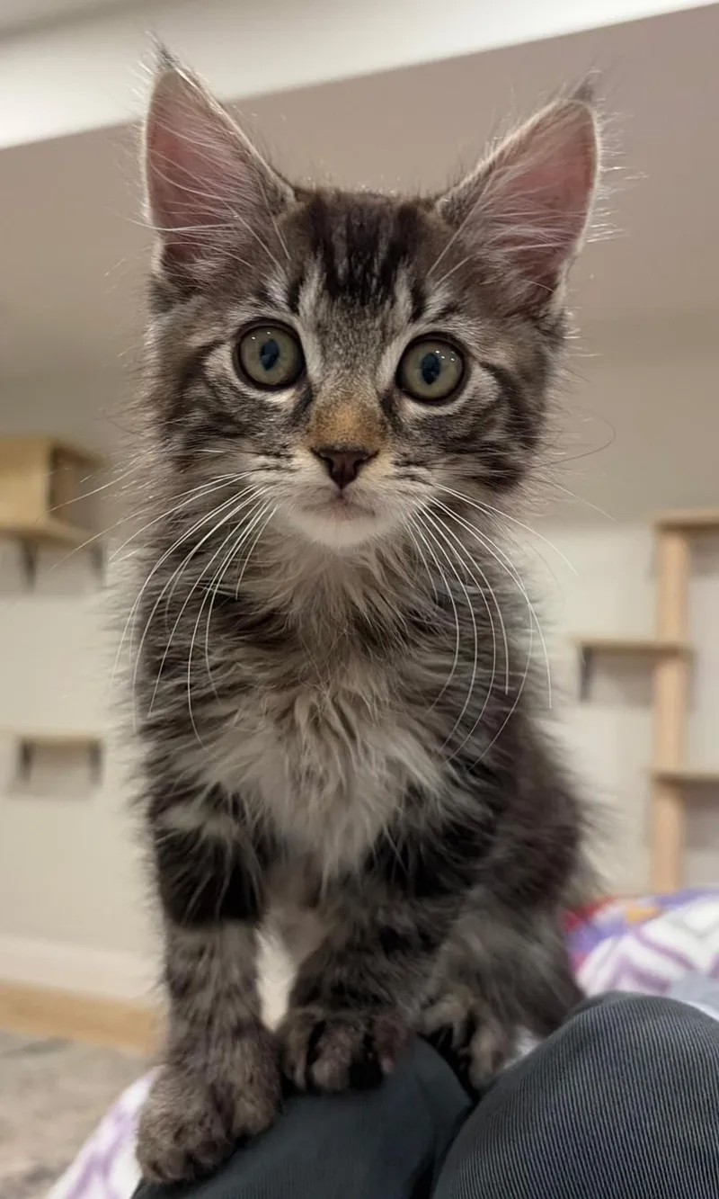A baby medium-sized male Domestic Short Hair cat named Chip & Pepper for adoption in Norwood, MA