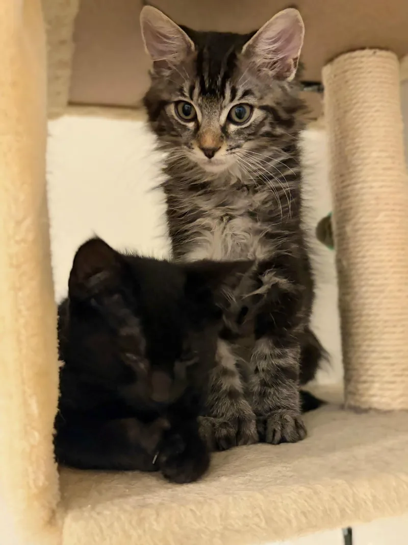 Chip & Pepper thumbnail 3