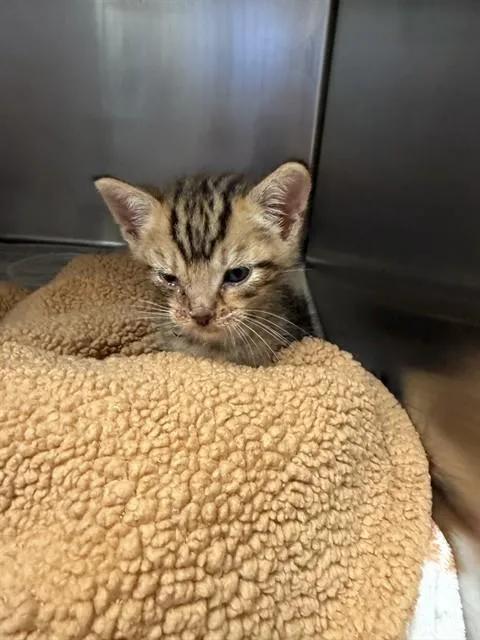 A baby small-sized male Domestic Short Hair cat named Sunnie for adoption in Riverside, CA