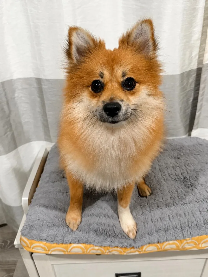 Skippy