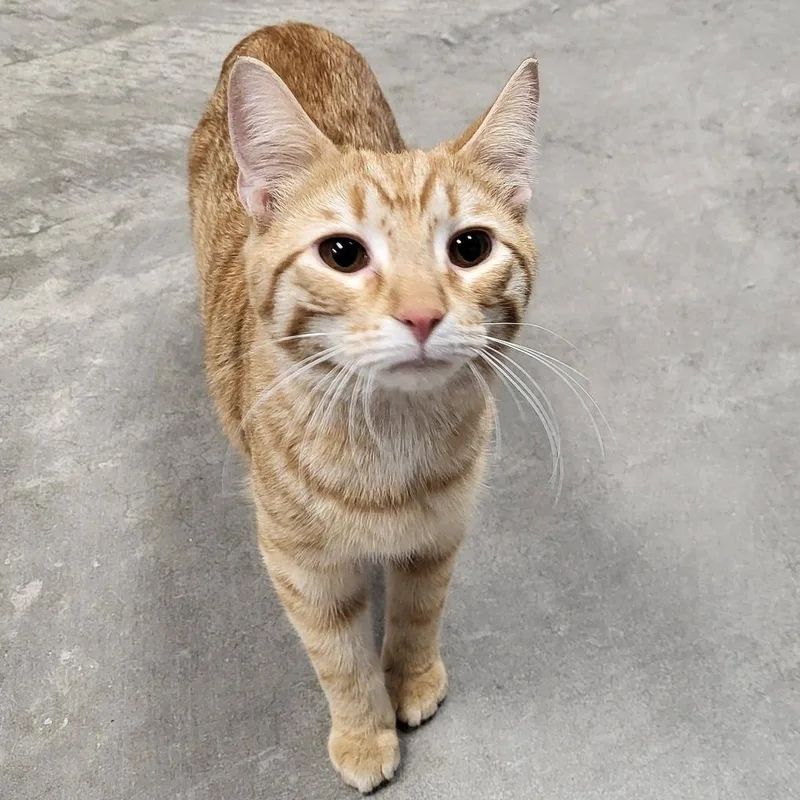 A young medium-sized male Tabby (Orange / Red) Domestic Short Hair cat named Pierre for adoption in Chilton, WI