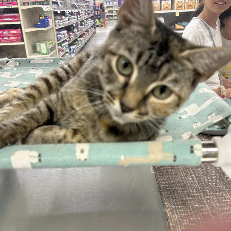 An adult small-sized female Domestic Short Hair cat named Mareep for adoption in North Arlington, NJ
