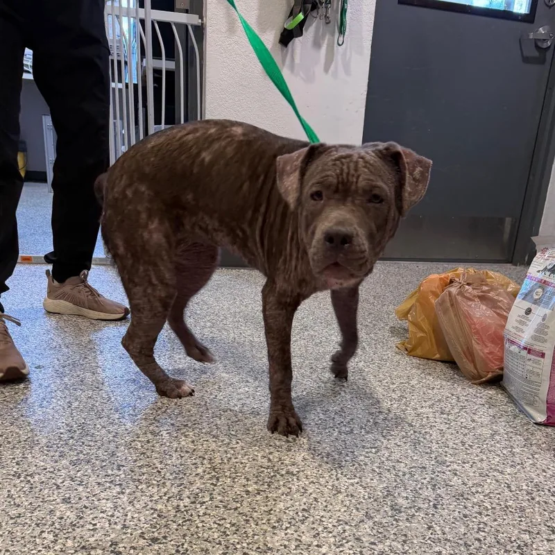 A young medium-sized female Gray / Blue / Silver Mixed Breed dog named Jasmine for adoption in Port Charlotte, FL